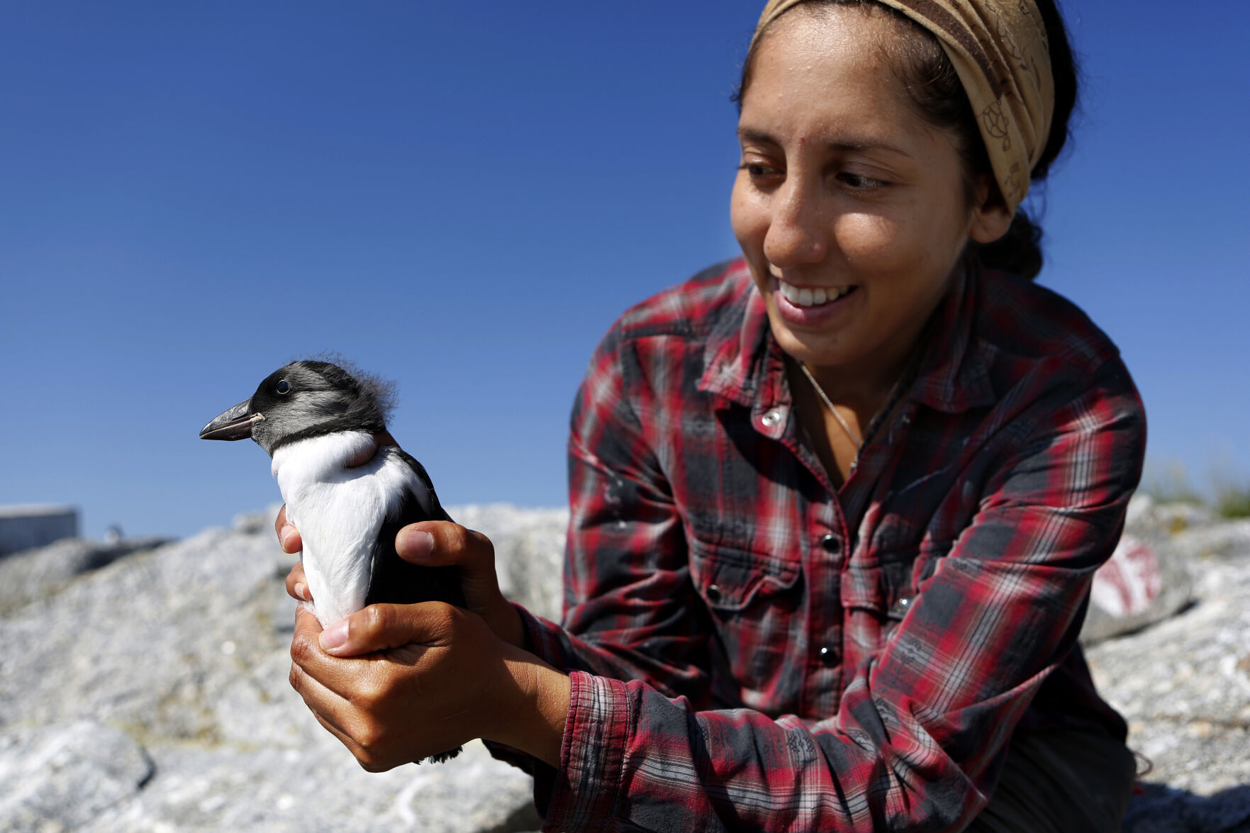 Puffin Peril